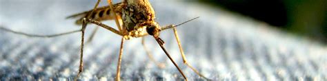 Malaria - Wikitravel