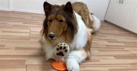 Cet Homme Qui A D Pens Pour Devenir Un Chien A Peur Que Ses