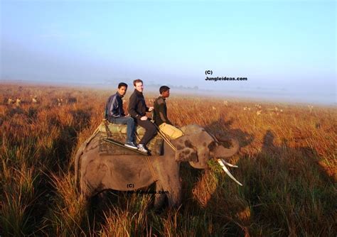 Elephant Safari Kaziranga Kaziranga National Park And Tiger Reserve ~ Tour Packages And Safari