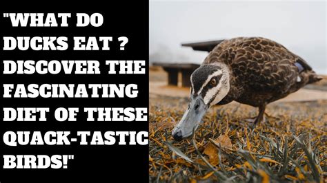 What Do Ducks Eat Discover The Fascinating Diet Of These Quack Tastic