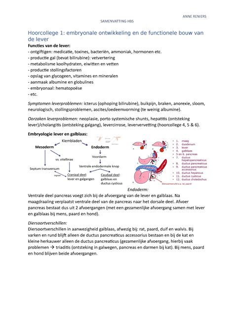 Samenvatting HBS HC SAMENVATTING HBS Hoorcollege 1 Embryonale