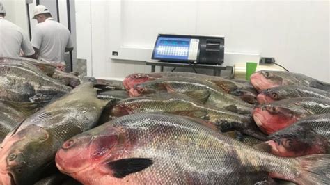 Feir O Do Pescado Tem Peixes Em Pontos De Manaus Portal Edilene Mafra