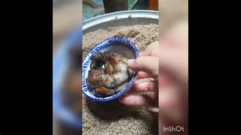 суль, цульхар, халтар арвайн гурил хийж байна захиалга авна утас ...