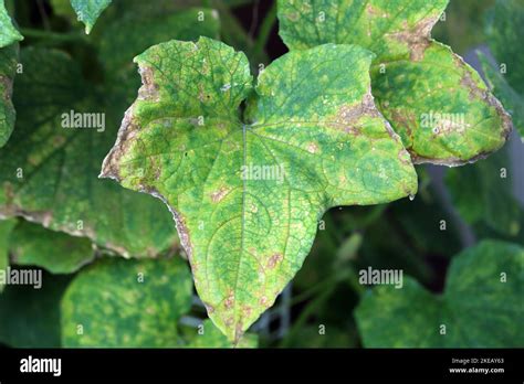 Cucumber Leaf Damaged By Tetranychus Urticae Red Spider Mite Or Two