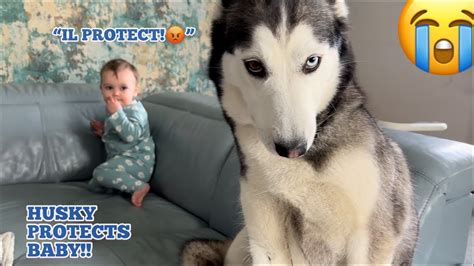 HUSKY PROTECTS MY BABY YouTube