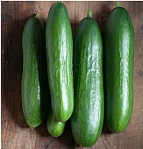 Diva Cucumbers Seeds 25 Seed Packet More Heirloom Non