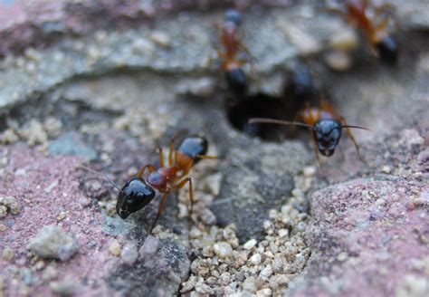 All Sizes Banded Sugar Ants Flickr Photo Sharing