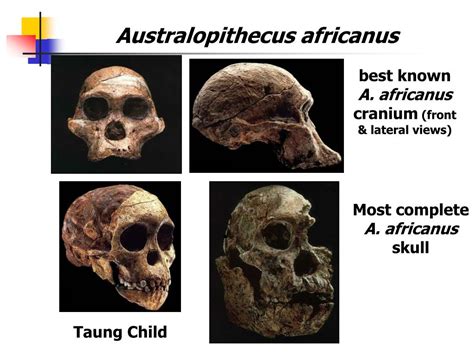 Ppt Human Evolution Genus Australopithecus And Paranthropus Powerpoint