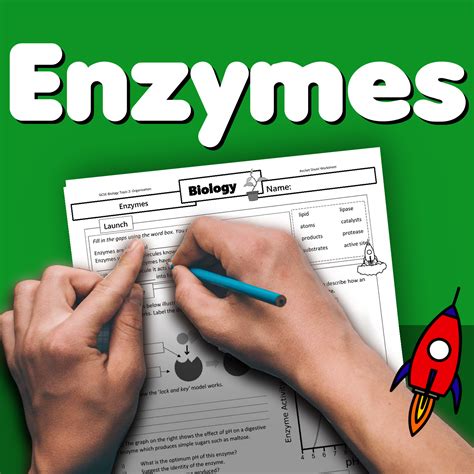 Enzymes Home Learning Worksheet Gcse Rocketsheets Co Uk