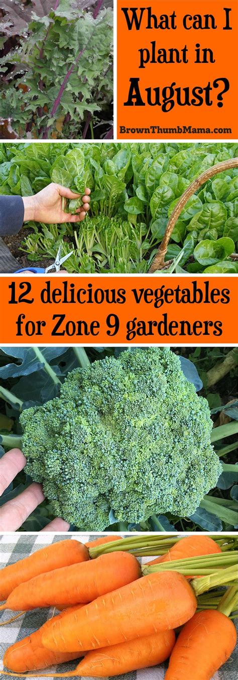 12 Vegetables To Plant In August Zone 9 • Brown Thumb Mama®