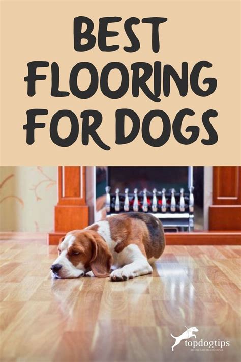 7 Types Of Flooring For Your Dogs Safety And Health Dog Friendly