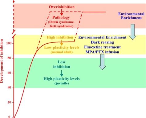 Developmental increase of brain GABAergic inhibition levels (normalized ...