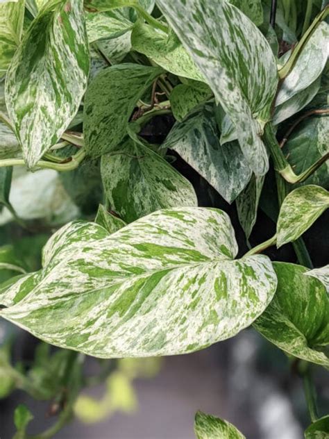 Marble Queen Pothos Care Guide Plus How To Identify And Propagate It