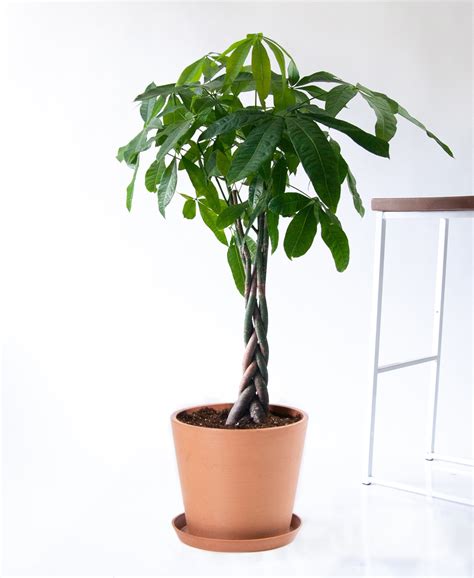 The Money Tree Plant Symbolism And Benefits Bloomscape