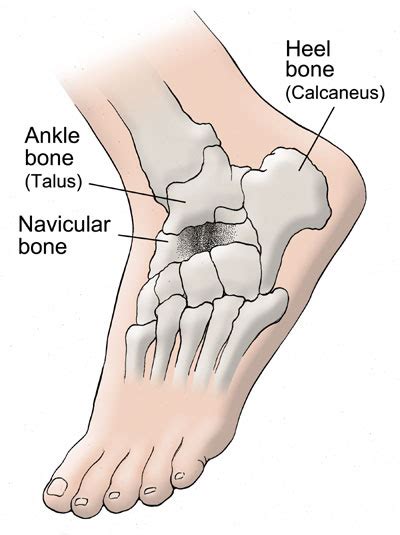 Navicular Bone - Location, Functions and Images