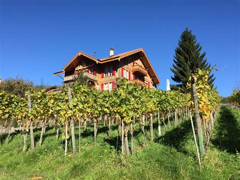 Vineyard in Spiez – Hillfamily dot net