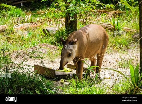 Animal In Guiana Zoo Guyana Cayenne France Stock Photo Alamy