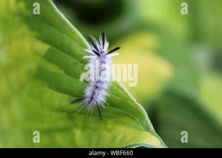 Fuzzy white hickory tussock moth caterpillar. Insect that can cause allergic skin reactions ...