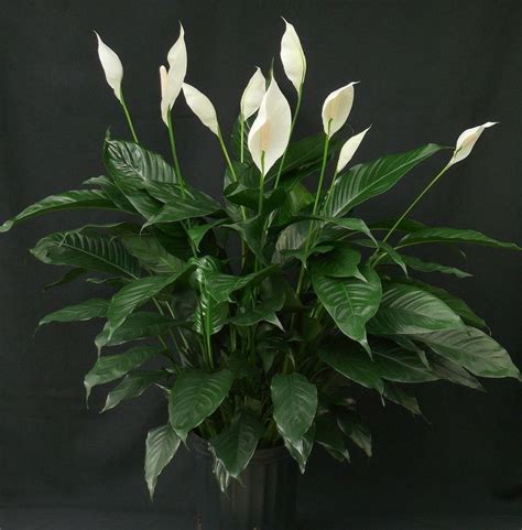 Spathiphyllum Alchetron The Free Social Encyclopedia