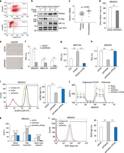 P Ha Regulates Cancer Cell Stemness Through The Hif Pathway A B