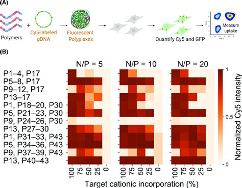 A Polyplexes Are Formulated With Cy Labeled Pdna And Cellular