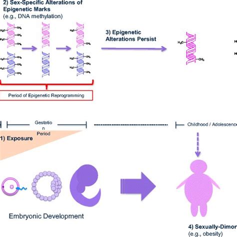 Conceptual Model Of Sex Specific Epigenetic Reprogramming As A