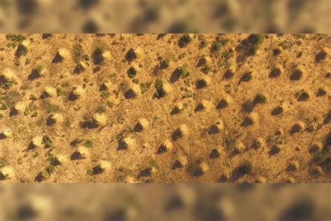 These Ancient Termite Mounds Are As Old As the Egyptian Pyramids. And ...
