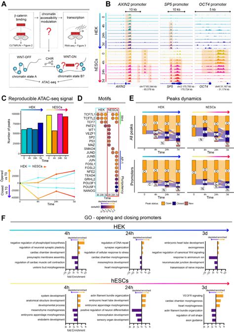 Wnt B Catenin Signaling Modulates Genome Wide Chromatin Accessibility