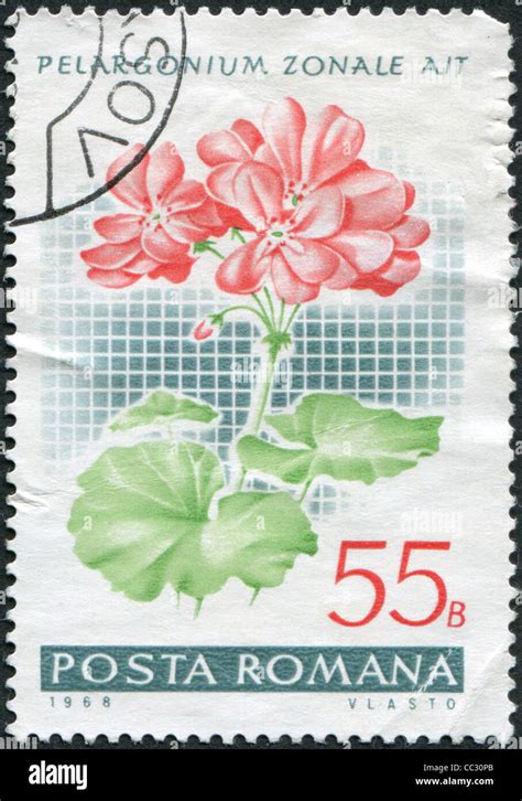 ROMANIA CIRCA 1968 A Stamp Printed In The Romania Shows Pelargonium