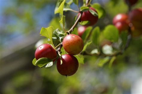 Fotos Gratis Naturaleza Rama Fruta Dulce Flor Maduro Comida