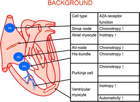 Frontiers Role Of Cardiac A2a Receptors Under Normal And