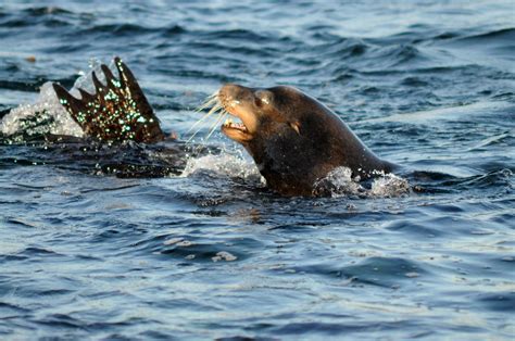 Californian Sea Lion Zalophus Californianus San Diego L Flickr