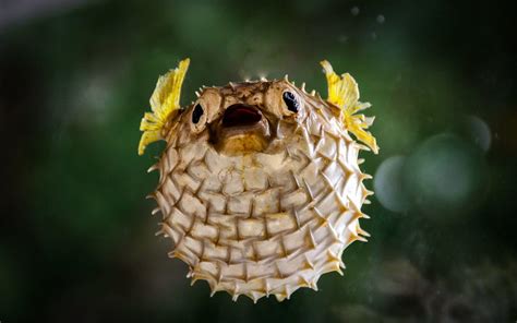 Pufferfish Wallpapers - Top Free Pufferfish Backgrounds - WallpaperAccess