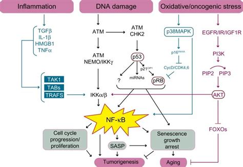 Schematic Illustration Of The Pathways Linking Nf κb To Cellular