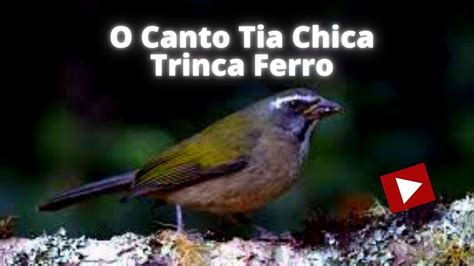 O Canto Da Tia Chica Trinca Ferro YouTube