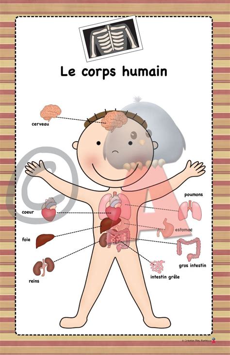 Anatomie Du Corps