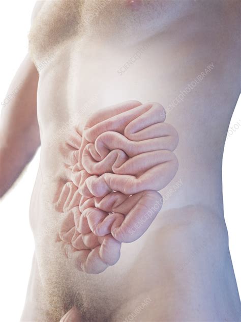 Male Small Intestine Illustration Stock Image F Science