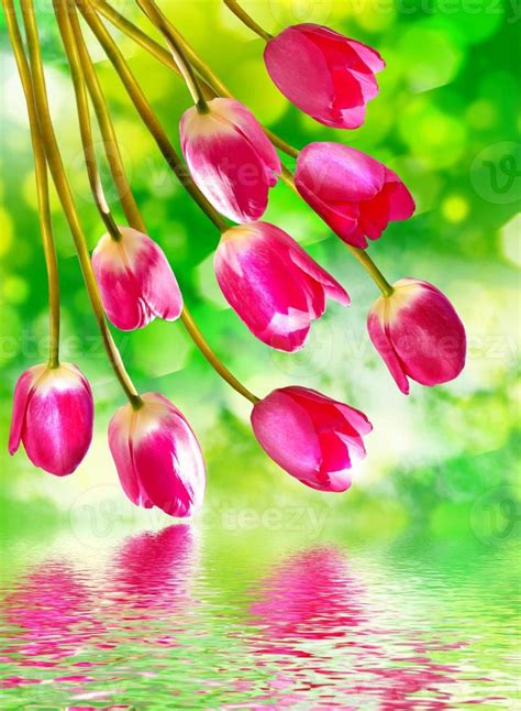 Spring flowers tulips 9962250 Stock Photo at Vecteezy