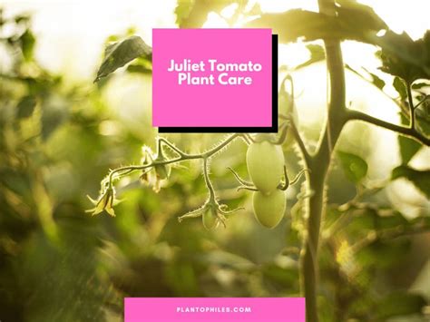Juliet Tomato Plant Care - A Must-Read Growing Guide