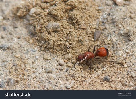 Female Velvet Ant, A Wingless Wasp With A Very Strong Sting Stock Photo 71428594 : Shutterstock