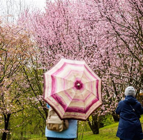 Rosa Bl Tenpracht Menschen Feiern Kirschbl Tenfest Welt