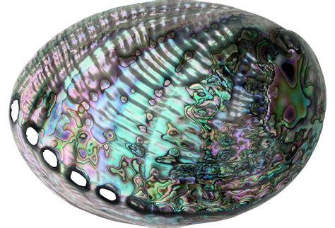 Large Polished Paua Abalone Shell Abalone Shell Shell Art Shells