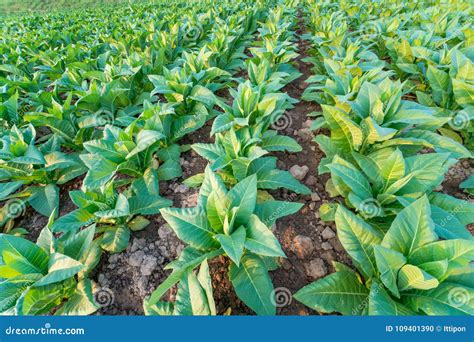 Plantas De Cigarro Foto De Stock Imagem De Cultivar 109401390