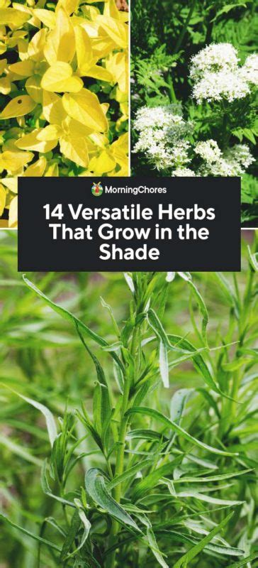 Versatile Herbs That Grow In The Shade Herb Garden In Kitchen