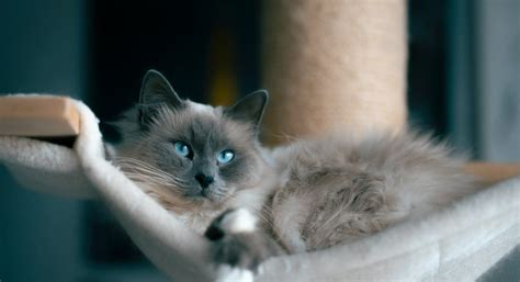 20 Fascinating Facts About Ragdoll Cats