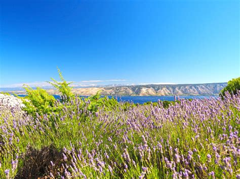 Hvar Island Lavender Fields Stock Photo - Download Image Now - Adriatic ...