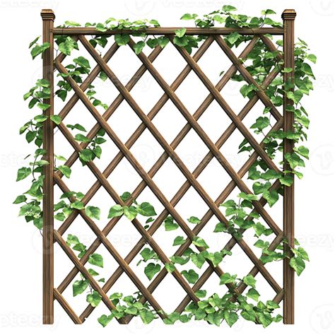 Trellis With Climbing Vines 54721547 Png
