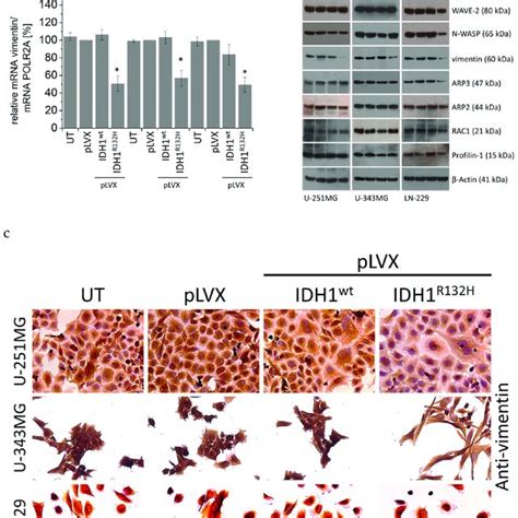 Figure A Effect Of Idh Wt Or Idh R H On Mrna Expression Of