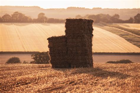 Bala De Heno Alpaca El Verano Foto Gratis En Pixabay Pixabay