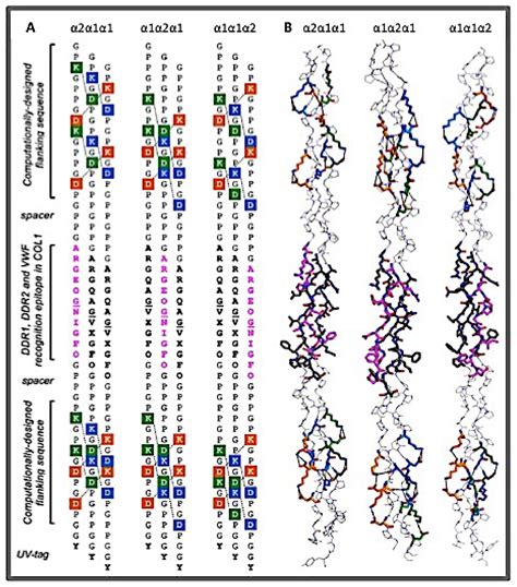 Bioengineering Free Full Text Collagen Mimetic Peptides